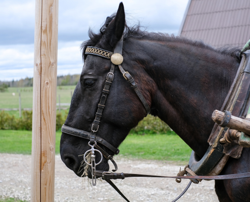 fell ponies therapy for people with dementia